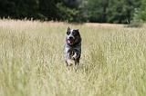 BOUVIER AUSTRALIEN 130